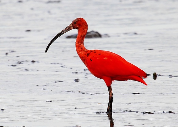 The Scarlet Ibis Essay Examples - Free Research Papers on blogger.com